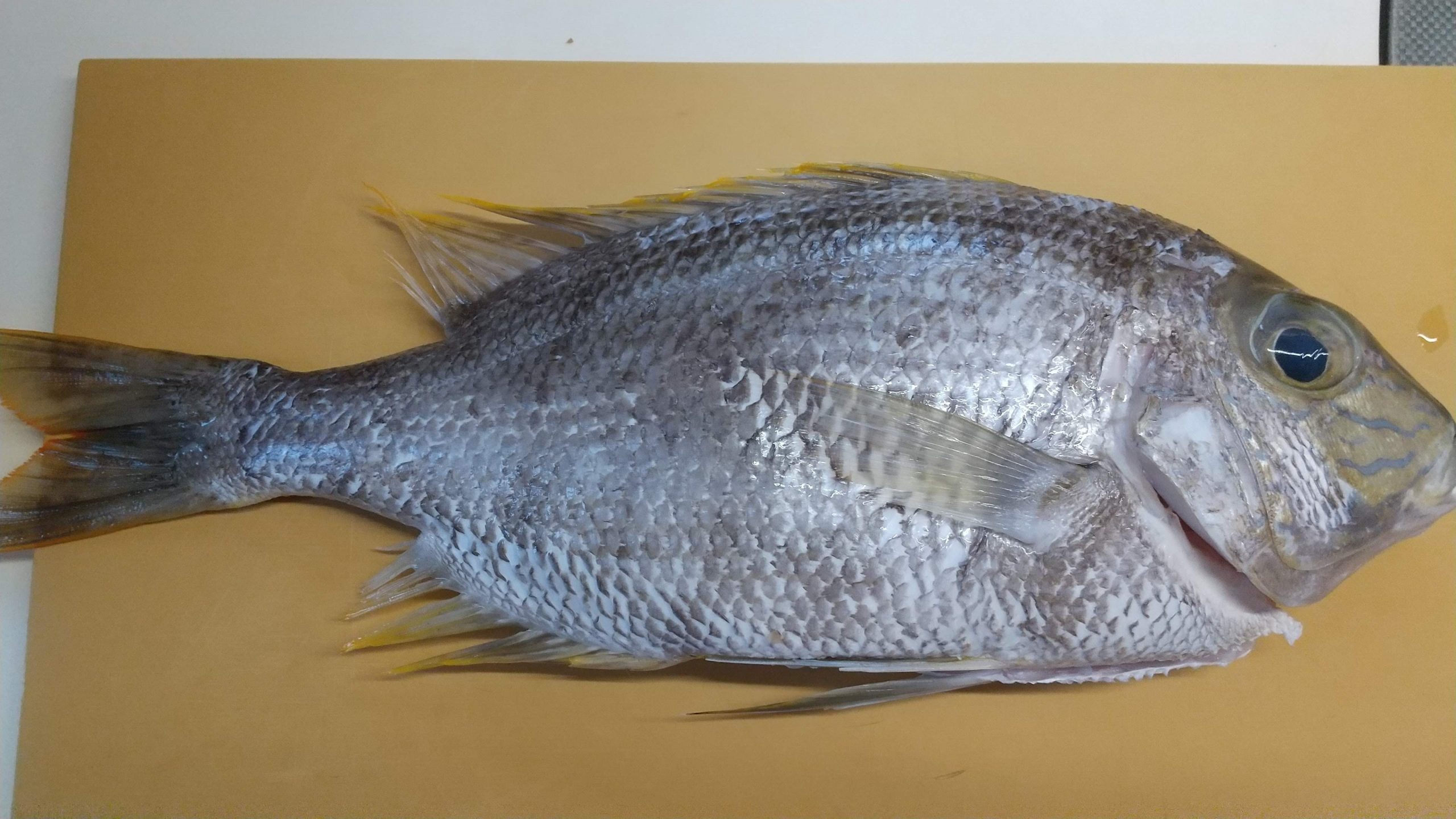 美味しいお魚を頂いたので丁寧に料理しました 釣りごろ 沖縄しあわせ生活