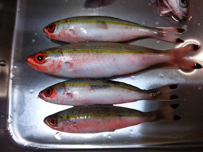 レッドヘッドが釣れる理由がわかりました 釣りごろ 沖縄しあわせ生活