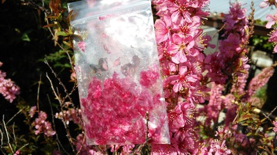桜の砂糖漬けの作り方 釣りごろ 沖縄しあわせ生活