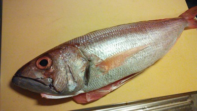 釣った魚を冷蔵庫で１週間保存してみました 釣りごろ 沖縄しあわせ生活